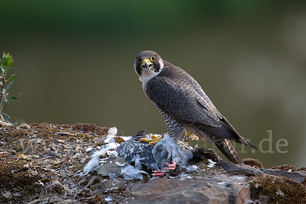 Wanderfalke (Falco peregrinus)