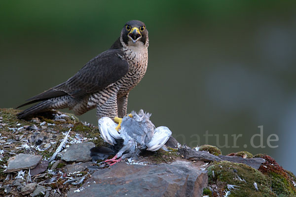 Wanderfalke (Falco peregrinus)