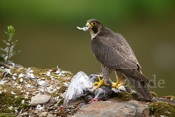 Wanderfalke (Falco peregrinus)