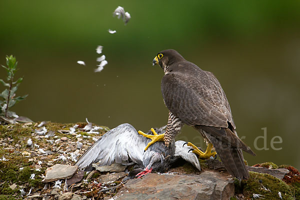 Wanderfalke (Falco peregrinus)