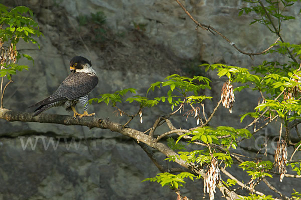 Wanderfalke (Falco peregrinus)