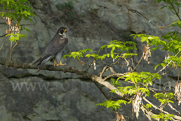 Wanderfalke (Falco peregrinus)