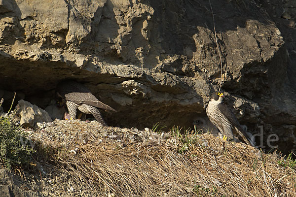 Wanderfalke (Falco peregrinus)