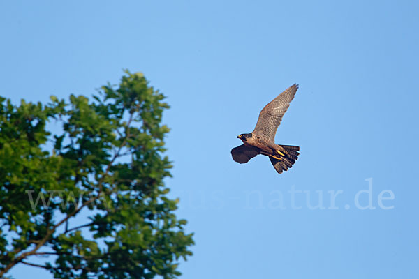 Wanderfalke (Falco peregrinus)