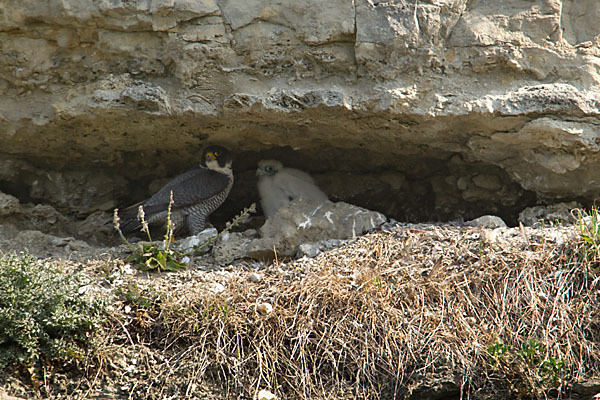 Wanderfalke (Falco peregrinus)