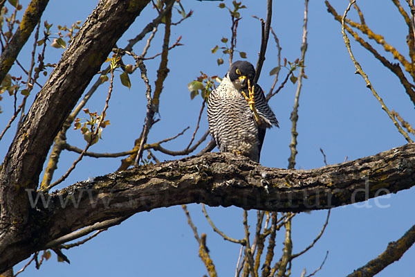 Wanderfalke (Falco peregrinus)