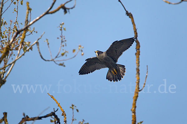 Wanderfalke (Falco peregrinus)