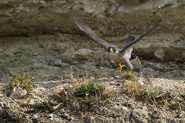 Wanderfalke (Falco peregrinus)