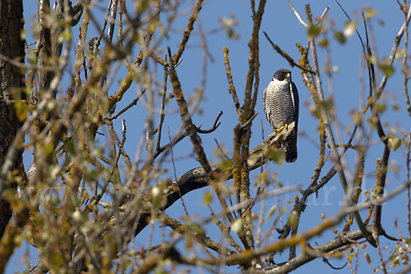 Wanderfalke (Falco peregrinus)