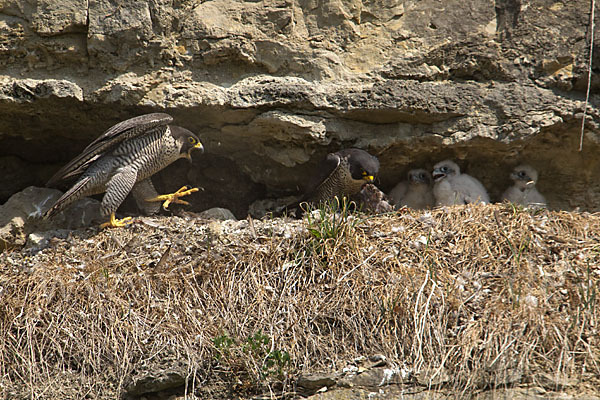 Wanderfalke (Falco peregrinus)