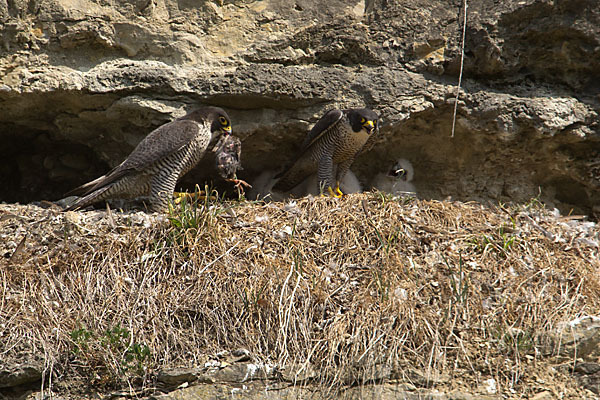 Wanderfalke (Falco peregrinus)