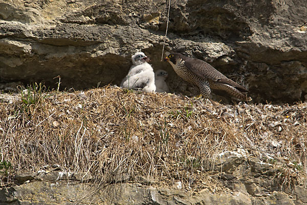 Wanderfalke (Falco peregrinus)