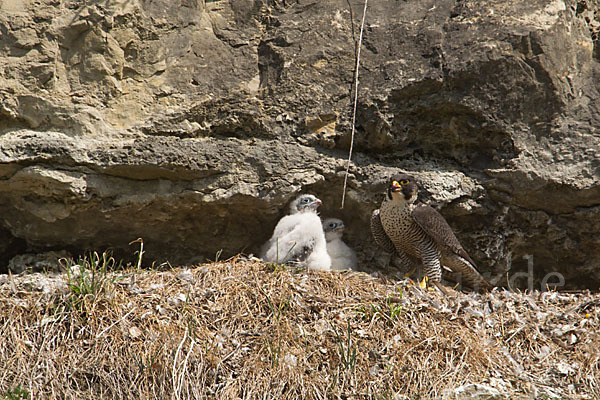 Wanderfalke (Falco peregrinus)