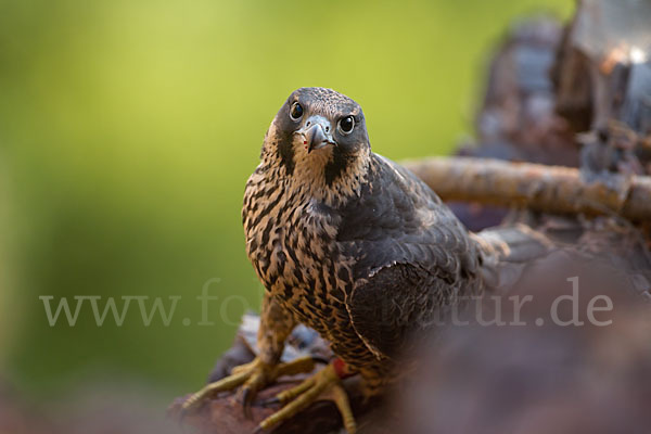 Wanderfalke (Falco peregrinus)