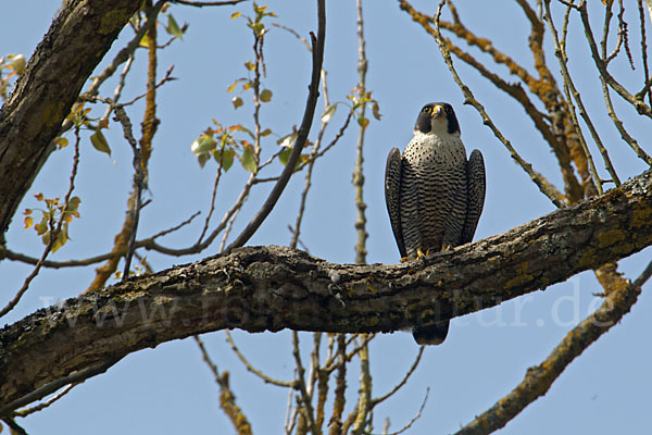 Wanderfalke (Falco peregrinus)