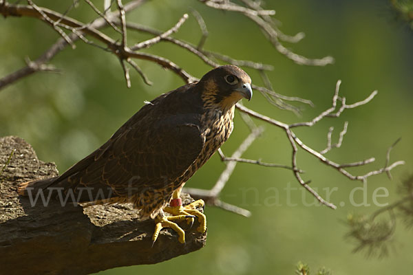 Wanderfalke (Falco peregrinus)