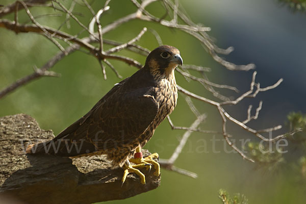 Wanderfalke (Falco peregrinus)