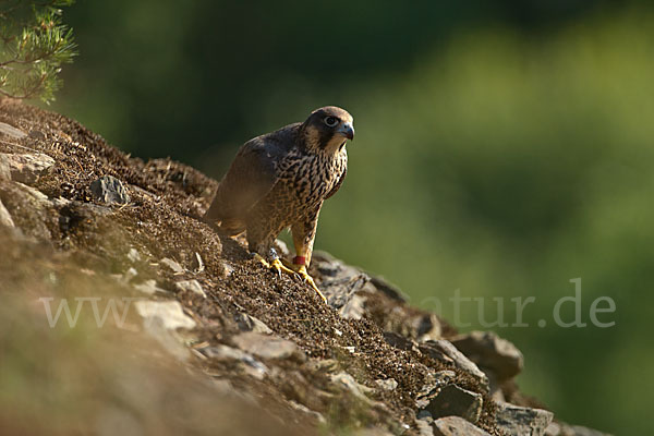 Wanderfalke (Falco peregrinus)