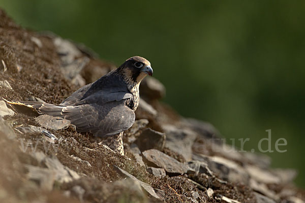 Wanderfalke (Falco peregrinus)