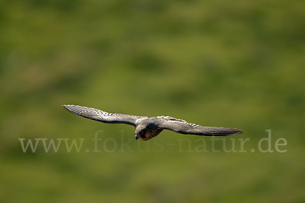 Wanderfalke (Falco peregrinus)