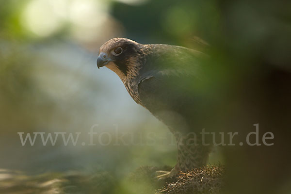 Wanderfalke (Falco peregrinus)