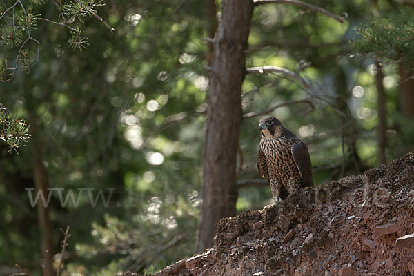 Wanderfalke (Falco peregrinus)