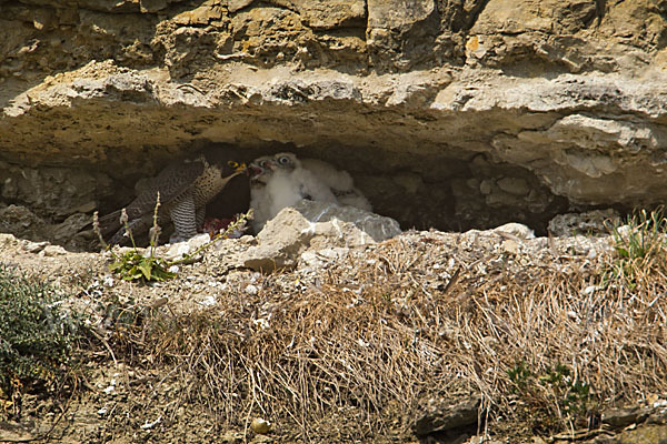 Wanderfalke (Falco peregrinus)