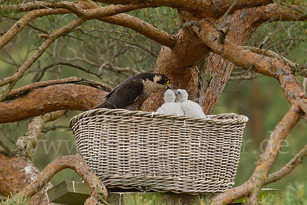 Wanderfalke (Falco peregrinus)