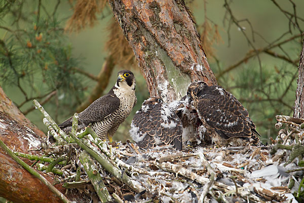 Wanderfalke (Falco peregrinus)