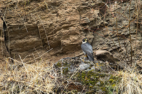 Wanderfalke ssp. 1 (Falco peregrinus minor)