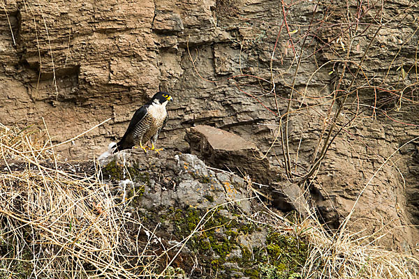 Wanderfalke ssp. 1 (Falco peregrinus minor)