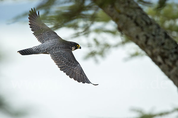 Wanderfalke ssp. 1 (Falco peregrinus minor)
