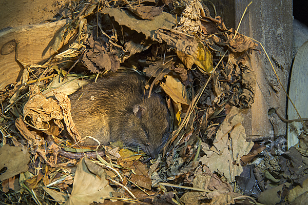 Wanderratte (Rattus norvegicus)