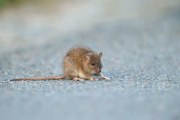 Wanderratte (Rattus norvegicus)