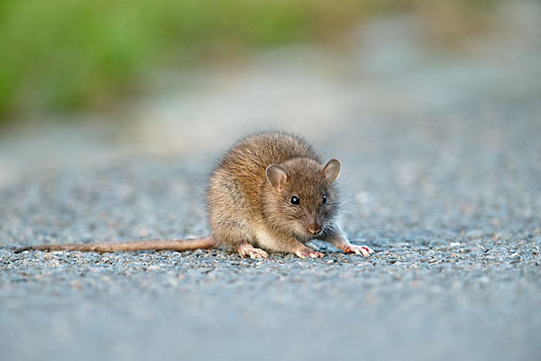 Wanderratte (Rattus norvegicus)