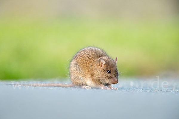 Wanderratte (Rattus norvegicus)