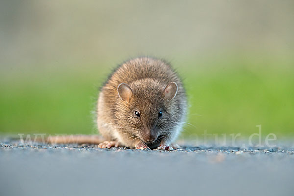 Wanderratte (Rattus norvegicus)