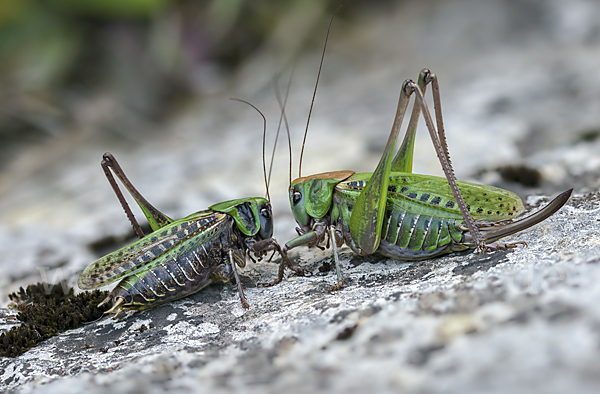 Warzenbeißer (Decticus verrucivorus)