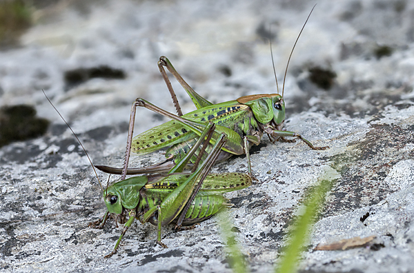 Warzenbeißer (Decticus verrucivorus)