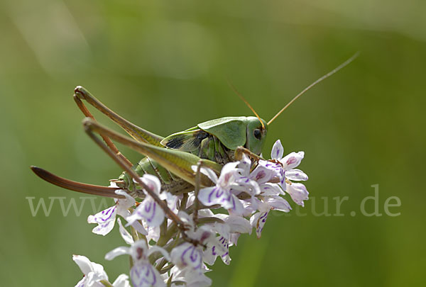 Warzenbeißer (Decticus verrucivorus)