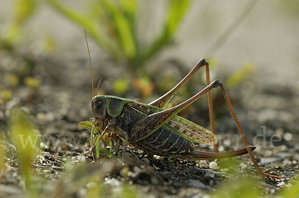 Warzenbeißer (Decticus verrucivorus)