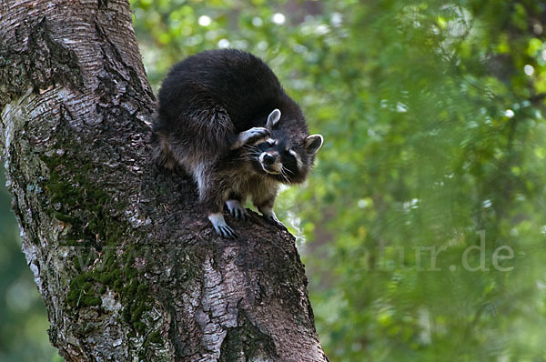 Waschbär (Procyon lotor)