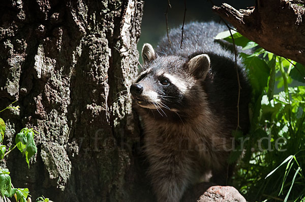 Waschbär (Procyon lotor)