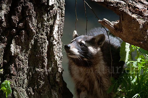 Waschbär (Procyon lotor)