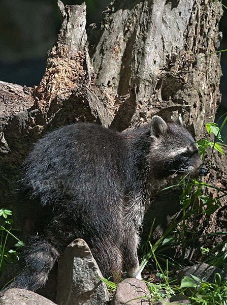 Waschbär (Procyon lotor)