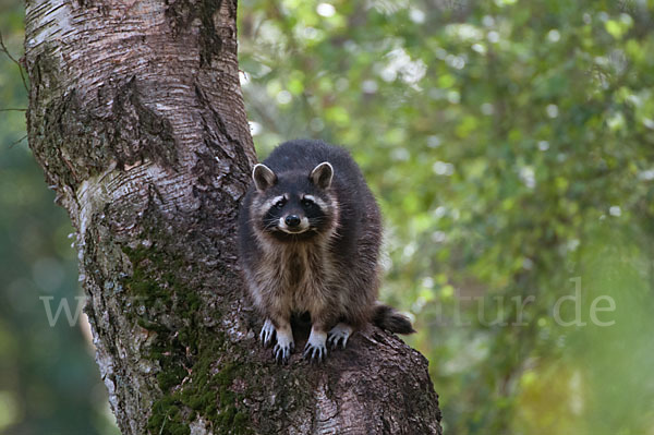 Waschbär (Procyon lotor)