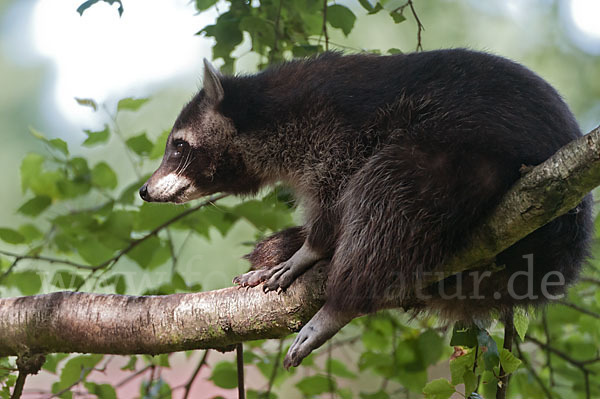 Waschbär (Procyon lotor)