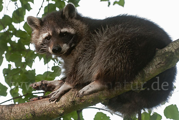 Waschbär (Procyon lotor)