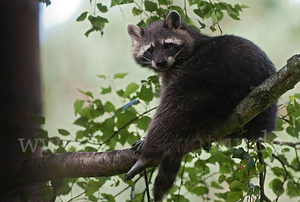 Waschbär (Procyon lotor)