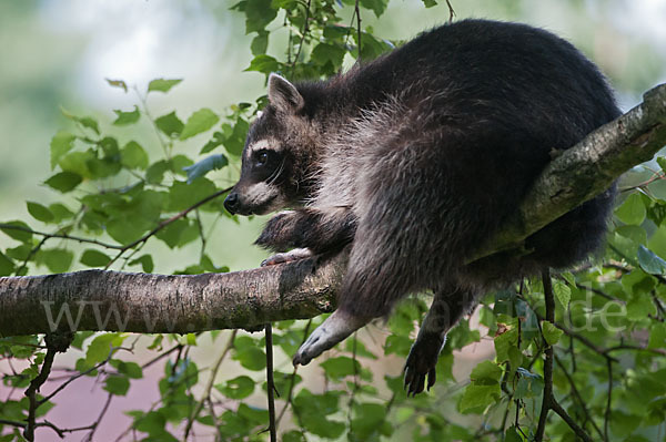 Waschbär (Procyon lotor)